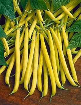 Heirloom Non-GMO Yellow Wax Bean Vegetable Seeds for Planting