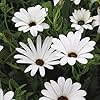 african daisy flower seeds