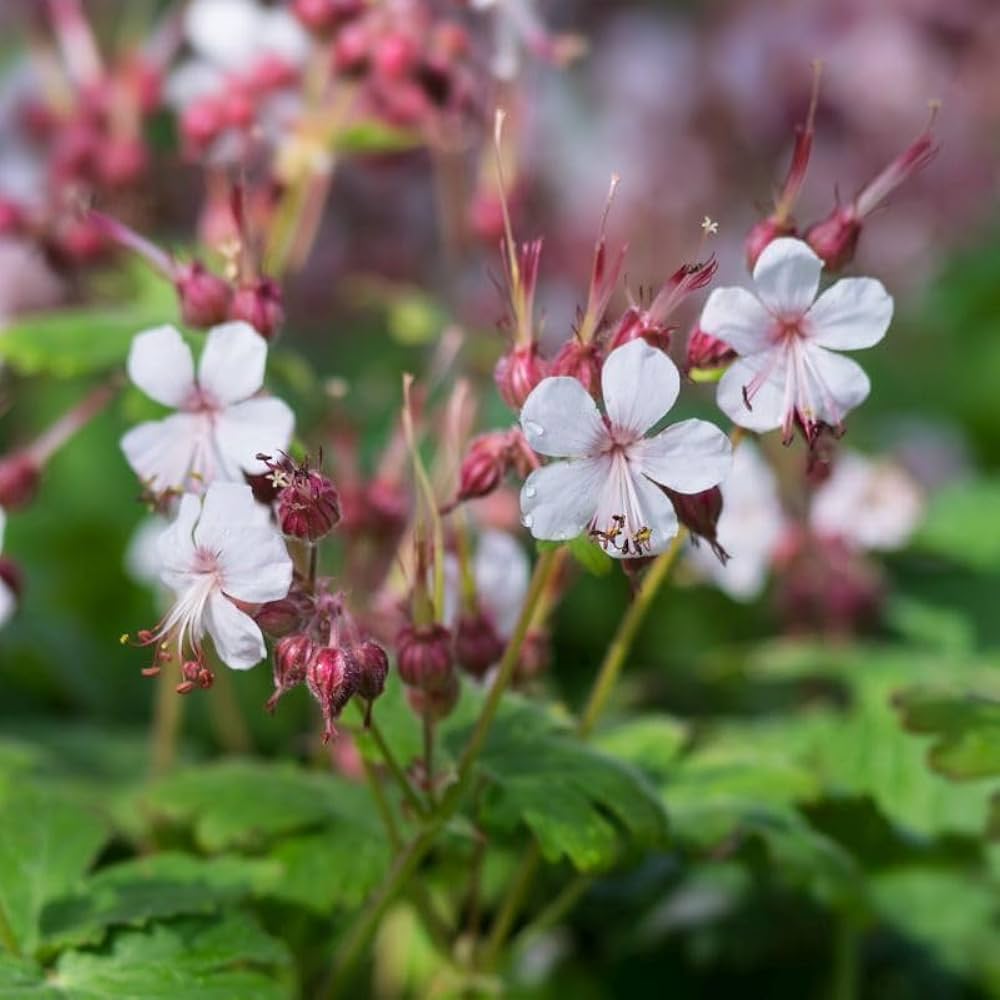 geranium macrorrhizum flower seeds