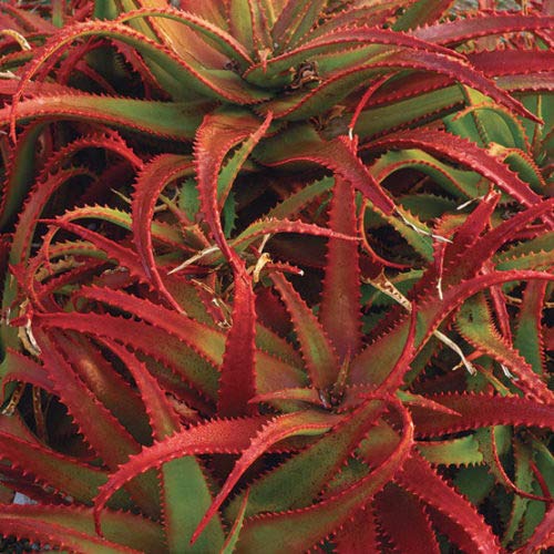 Red Aloe Plant Seeds for Planting 100 pcs – Heirloom, Non-GMO, High Germination Succulent Garden Seeds