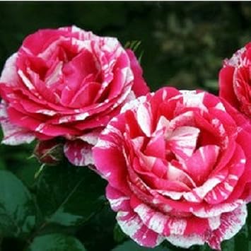 pink white flower seeds
