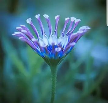 shrubby daisy flower seeds