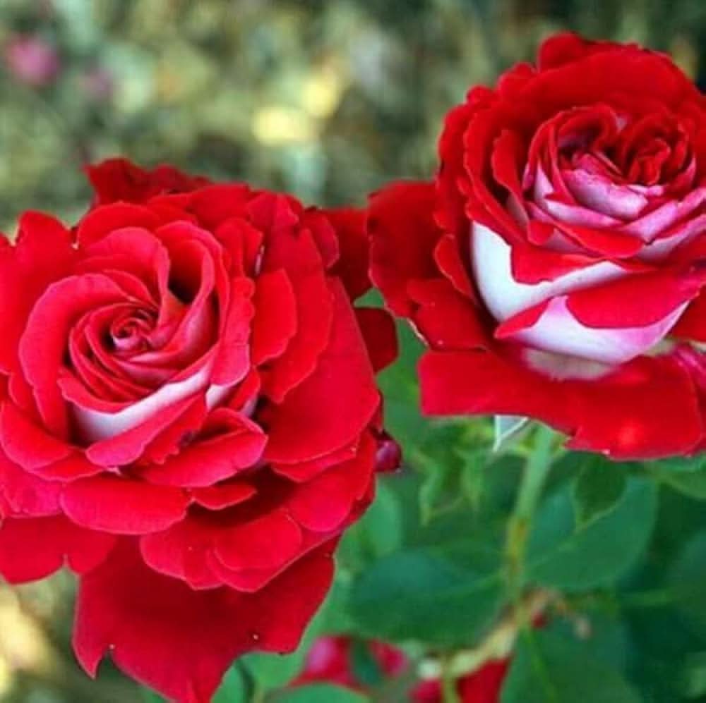 osiria rose flower seeds