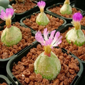 Pink Conophytum Plant Seeds Planting- for Unique and Ornamental Gardens