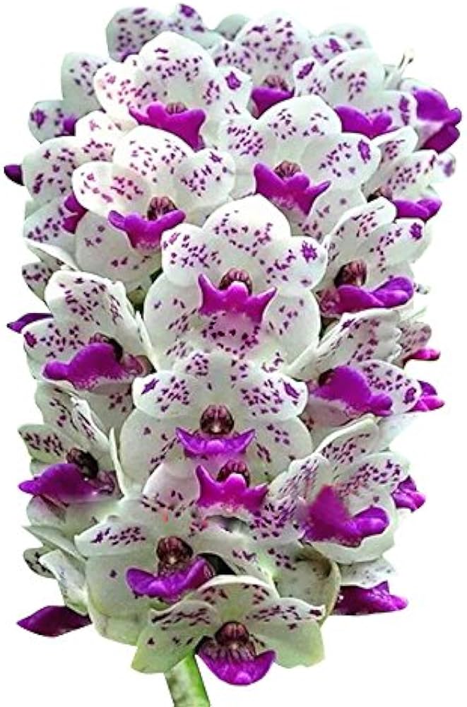 White Violet Orchid Flower Seeds –  Non-GMO, Ideal for Indoor and Garden Planting