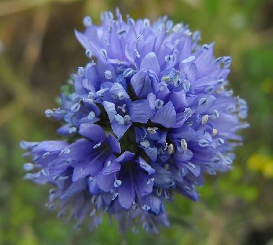 globe gilia flower seeds