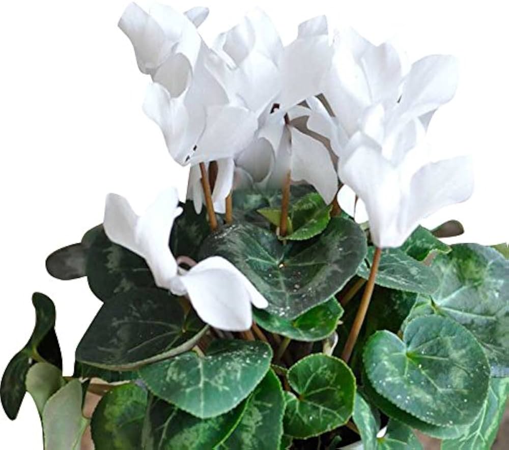 Organic Heirloom White Cyclamen Flower Seeds for Planting – Non-GMO Winter Blooming, High Germination Seeds