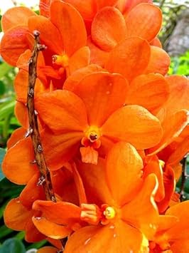 Flower Seeds, Seeds for Planting, Plant Seeds