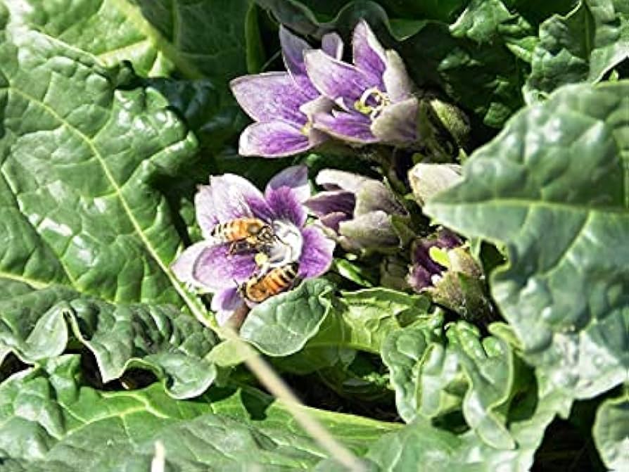 Mandragora blomsterfrø til plantning - 100 stk