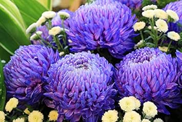 purple blue flower seeds