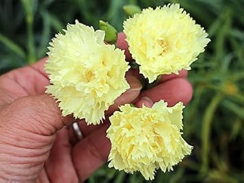 yellow heirloom flower seeds