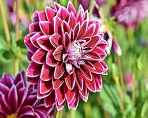 Zinnia Double Mixed Flower Seeds for Planting - 100 pcs