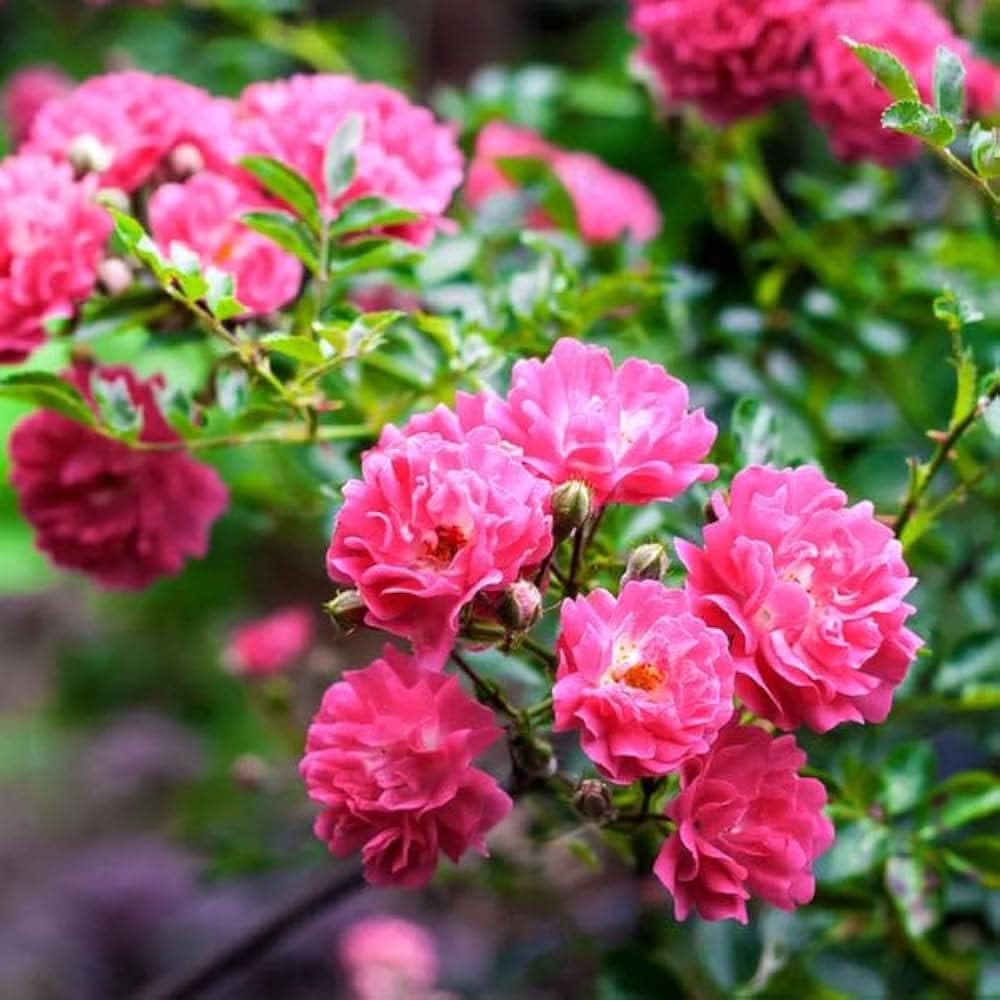 pink climbing flower seeds