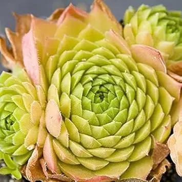 green living flower seeds
