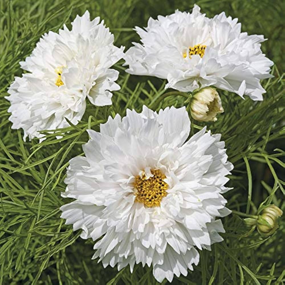 cosmos double flower seeds