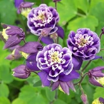 white violet flower seeds