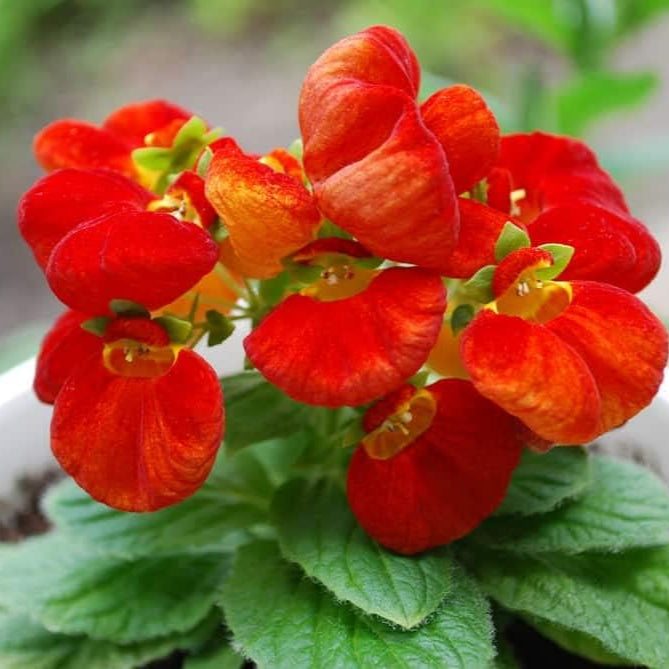 heirloom non flower seeds