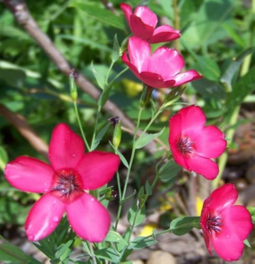 scarlet flax flower seeds