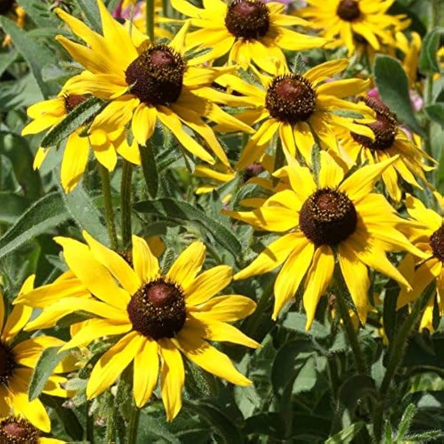brown eyed flower seeds