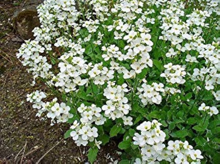 White Aubrieta Rock Cascade Flower Seed-Heirloom & Non-GMO Seeds for planting