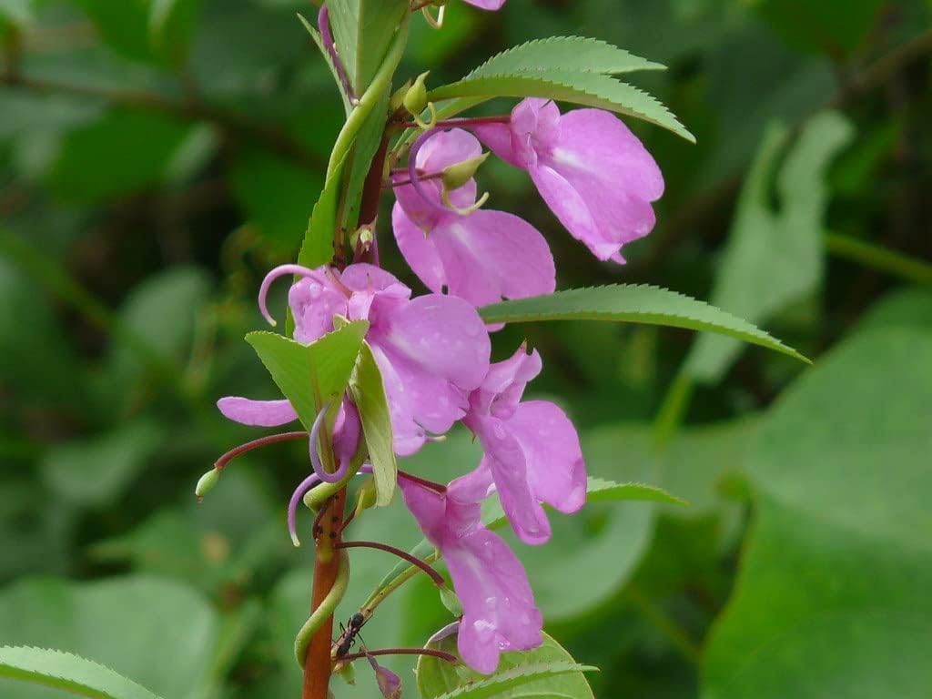 Flower Seeds, Seeds for Planting, Plant Seeds