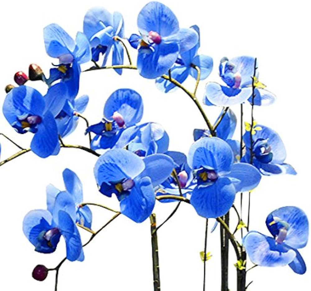 Futaba Blue Butterfly Orchid Flower Seeds for Planting - 100 pcs