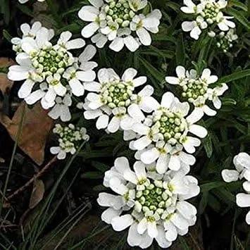 white candytuf flower seeds