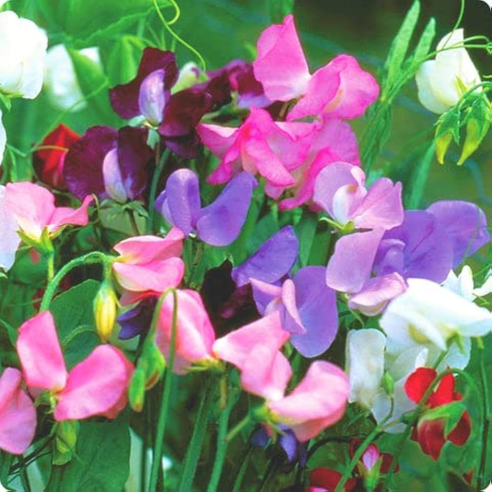 perennial sweet flower seeds