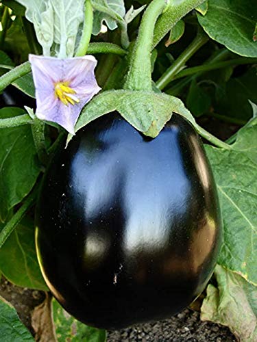 Blomsterbrugsgrønt 'Big Gajraj' auberginefrø til havearbejde - 100 stk.