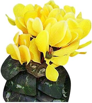 yellow cyclamen flower seeds
