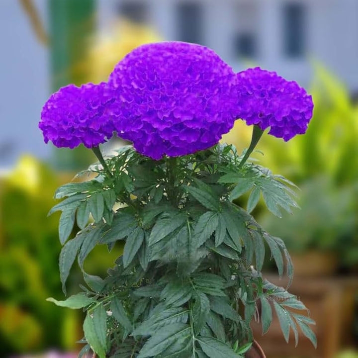 Purple Marigold Flower Seeds for Planting - 100 pcs
