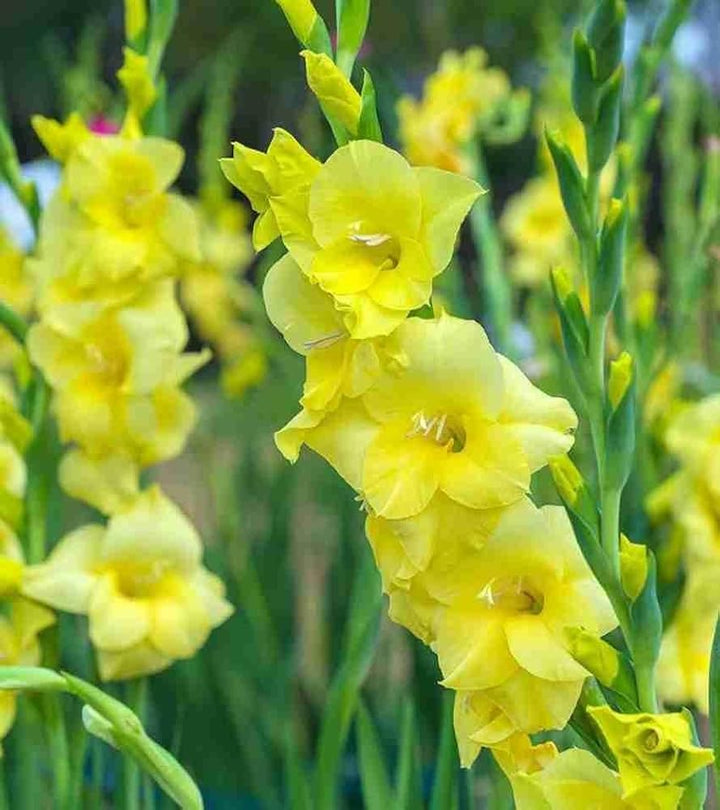 Flerårig Gladiolus Blomsterfrø Gule til udplantning - 100 stk