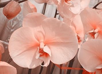 pink pale flower seeds