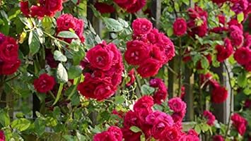 Flower Seeds, Seeds for Planting, Plant Seeds