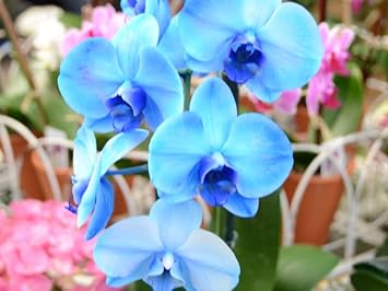 Flower Seeds, Seeds for Planting, Plant Seeds