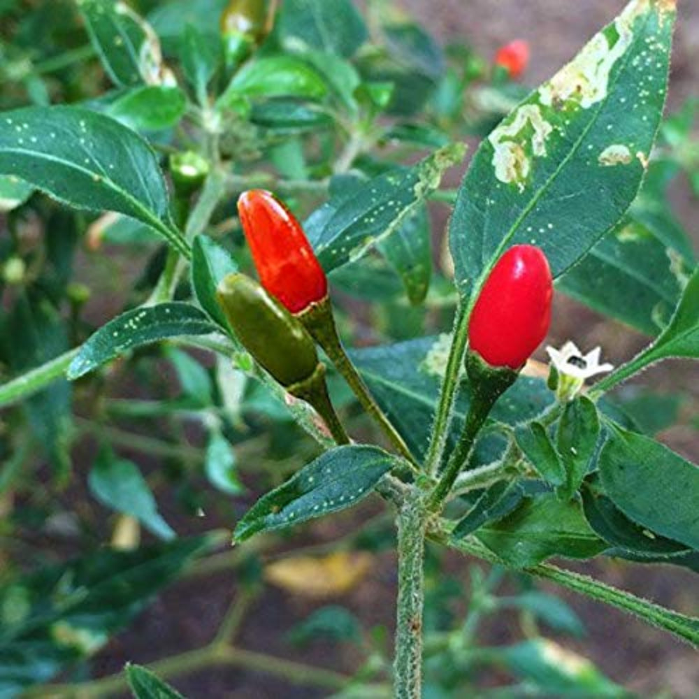 pequin pepper flower seeds