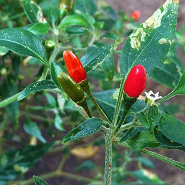 Pequin Pepper Planting Heirloom Non Gmo Flower Seeds Home Garden Planting, Decorative