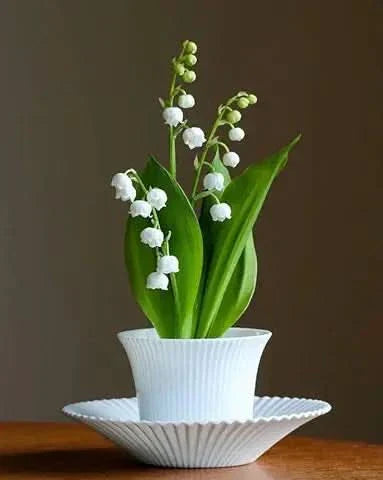 green lily flower seeds