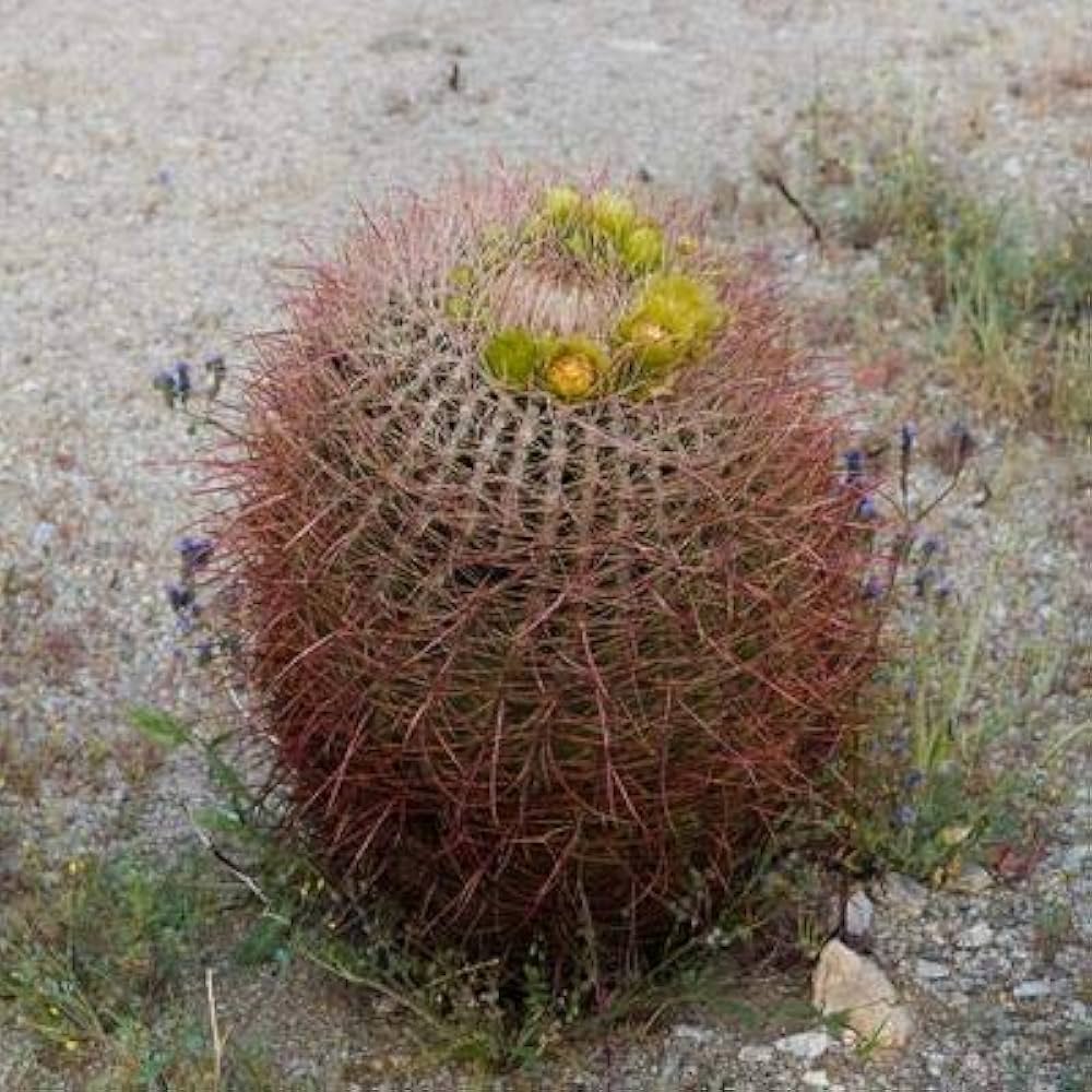 ferocactus cylindraceus flower seeds