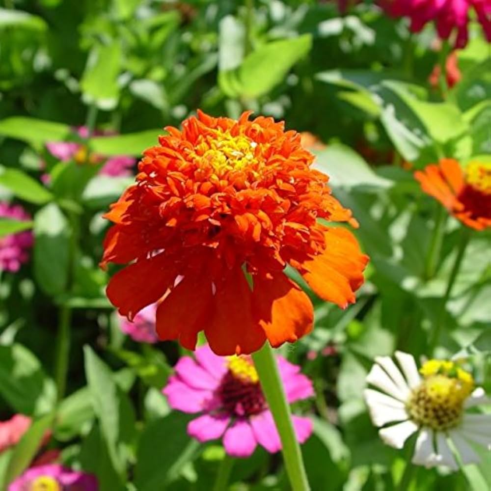red rare flower seeds