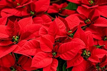 Flower Seeds, Seeds for Planting, Plant Seeds