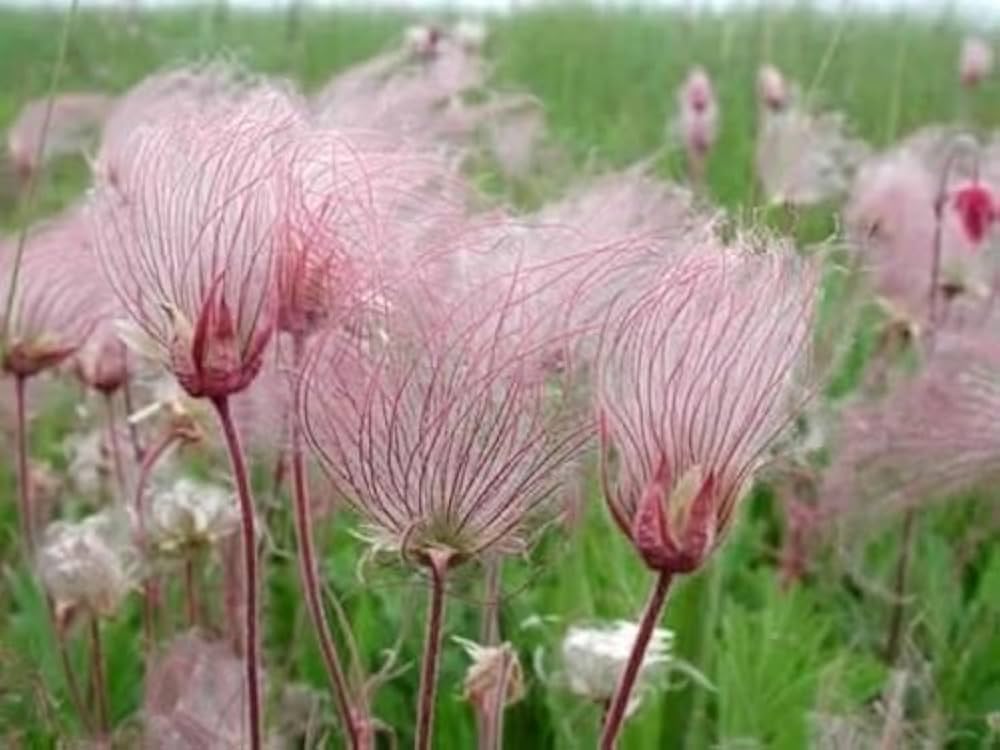 Prairie Flower Seeds for Planting – Heirloom, Non-GMO Wildflower Mix for Pollinator-Friendly Gardens