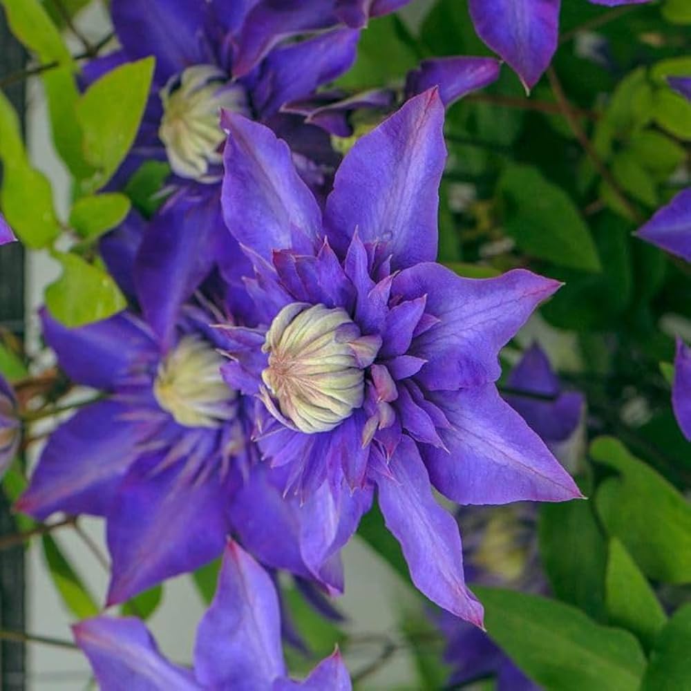 Clematis Flower Seeds Blue for Planting, 100 pcs