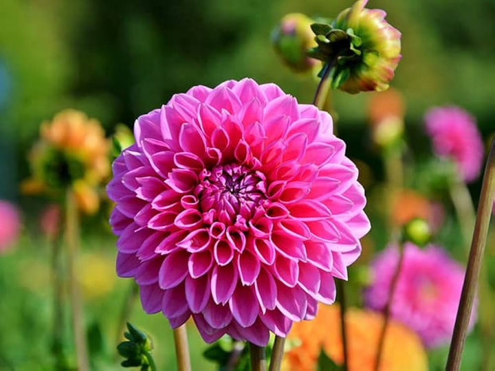 Dahlia Blomsterfrø til Plantning Pink 100 stk