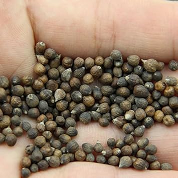 Flower Seeds, Seeds for Planting, Plant Seeds