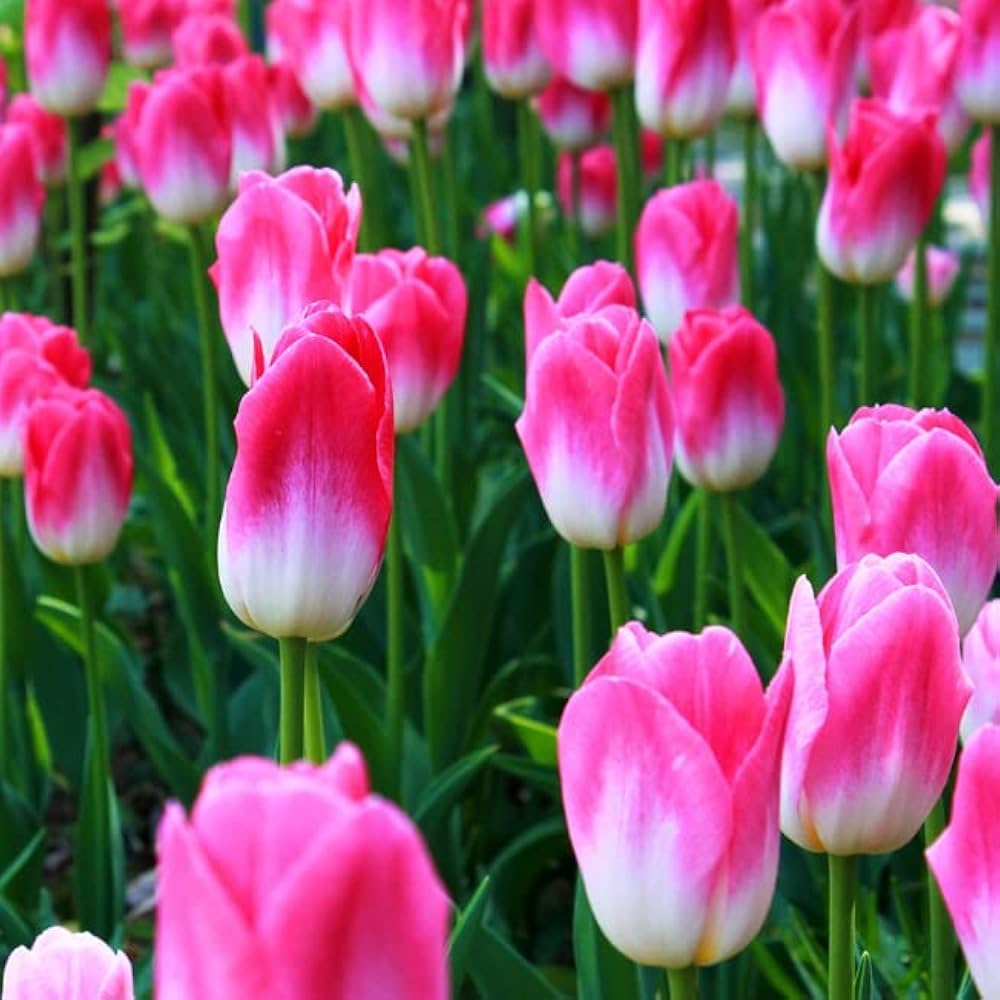 tulip tulipa flower seeds