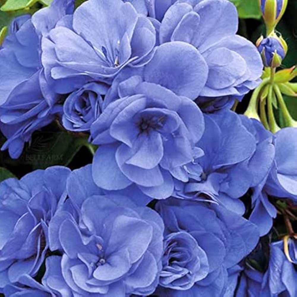 violet violet flower seeds