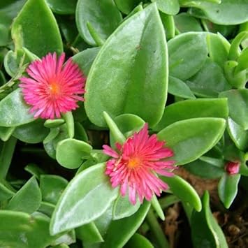 rose aptenia flower seeds