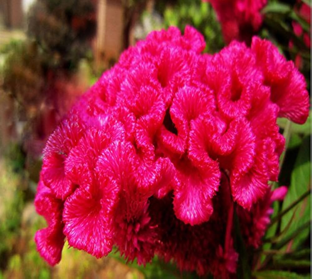 fuchsia fuchsia flower seeds
