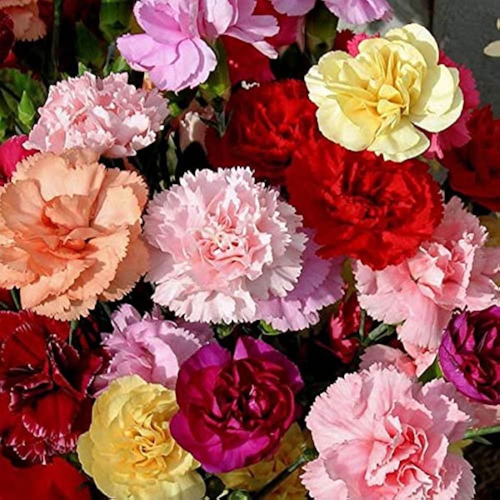 dianthus caryophyllus flower seeds